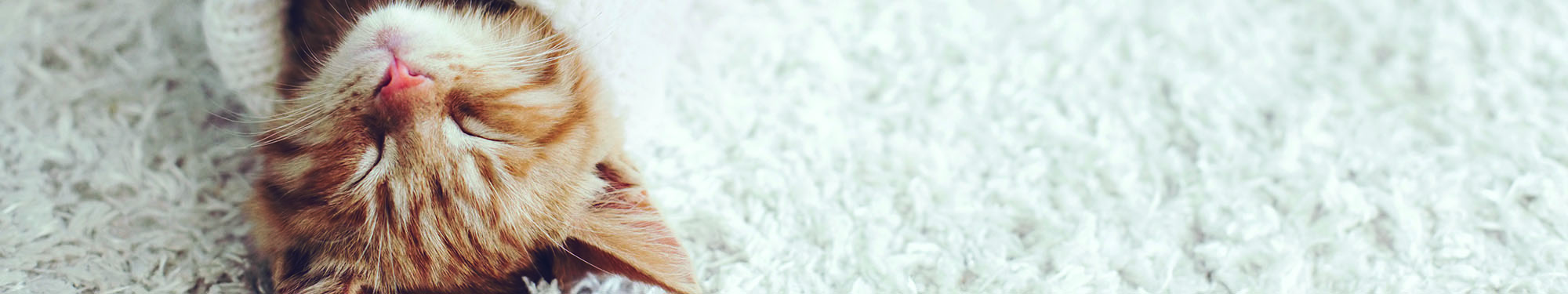 Katze Pullover Teppich gemütlich