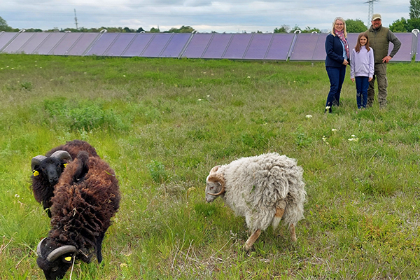 Ulrike Mathis, Geschäftsführerin der Stadtwerke Bernburg GmbH, entlässt die Schafe auf die Grünfläche der Solarthermieanlage